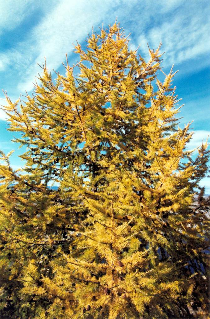 Лиственница сибирская ( Larix sibirica Ledeb.) в ярком осеннем убранстве.