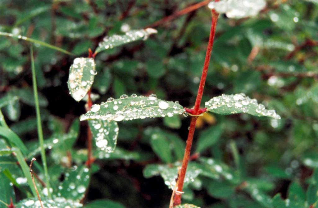 Капли дождя на ветках жимолости ( Lonicera pallasii Ledeb).