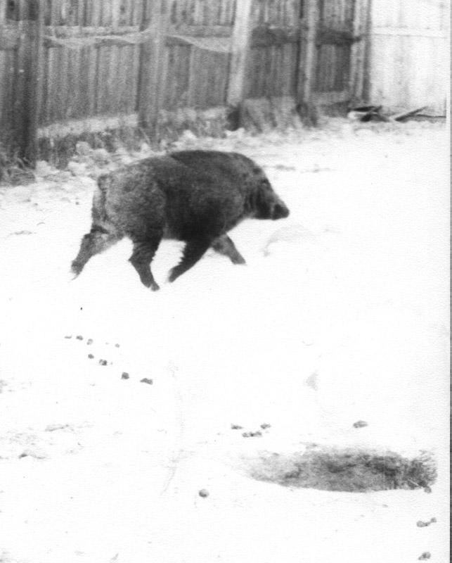 Вольерный кабан Иркутского питомника лаек. Жил в питомнике с 1986 г. по июнь 1991 года.