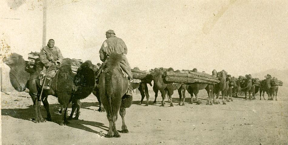 Перевозка леса верблюдами. Монголия, приблизительно 1938 год