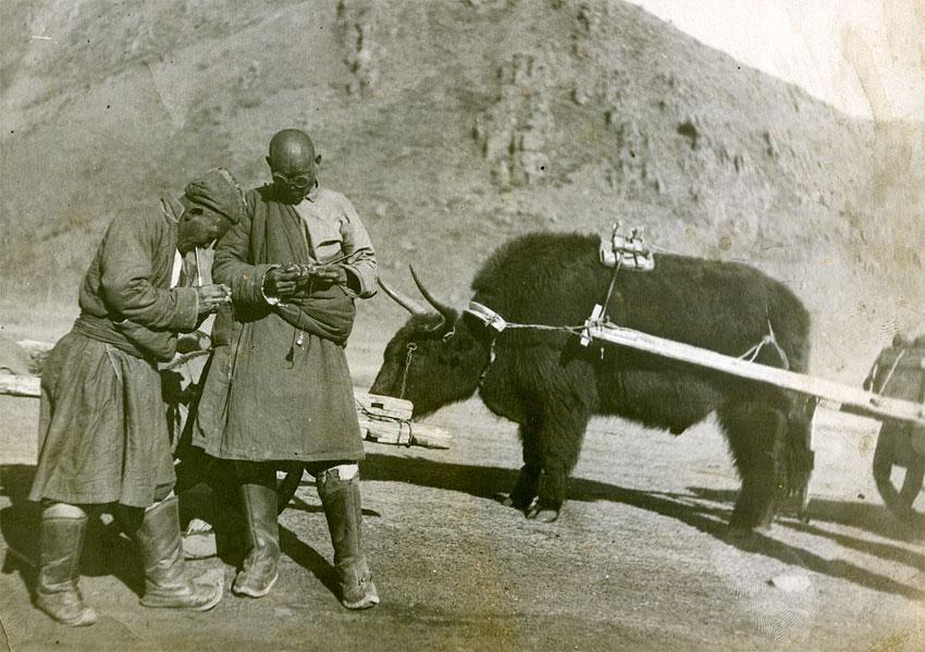 Монголия (1938 год ?). Погонщики яков