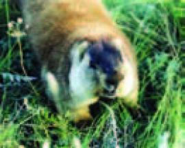 Рис. 3.22. Сурок Marmota sibirica. (Фото Б. Бадмаева).