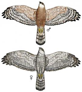 Малый перепелятник