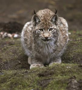 3 – Рысь (Lynx lynx).