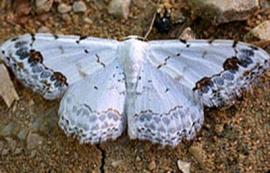 Рис. 3.111. 1 – Пяденица малая красивая – Scopula decorata.