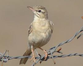 3 – Полевой конек (Anthus campestris).