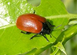 Рис. 3.112. 1 – Листоед тополевый – Crysomela populi