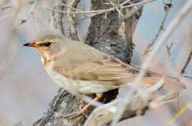 4 – Краснозобый дрозд (Turdus ruficollis).