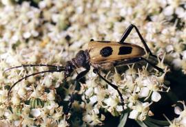 Рис. 3.113. – Усач-клоун – Leptura mimica.