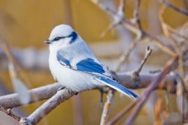 5 – Белая лазоревка (Parus cyanus).