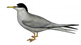 Малая крачка