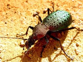 Рис. 3.114. 1 – Жужелица изумрудная – Carabus smaragdinus.