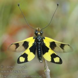 Рис. 3.117. 1 – Аскалаф сибирский –Libelloides sibiricus.