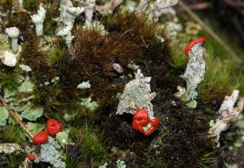 Кладония северная (Cladonia borealis S. Stenroos - Cladoniaceae)
