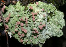 Беомицес лопастный (Baeomyces placophyllus Ach. - Baeomycetaceae)