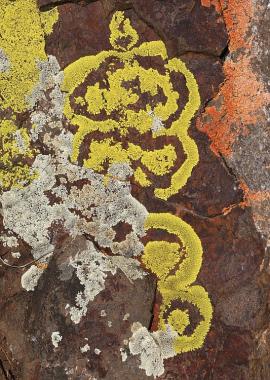 Pleopsidium sp. - Acarosporaceae (жёлтый), Dimelaena oreina - Physciaceae (светлый бледный), Lecanora sp. - Lecanoraceae (светлый зеленее)