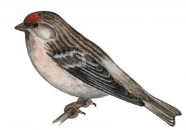 Тундряная, или пепельная чечетка