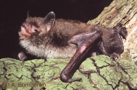 Водяная ночница (Myotis daubentonii).