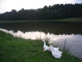 Село Пивовариха
