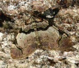 Рис. 3.104. 1 – Пяденица замещающая – Anticlea derivata