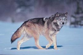 Рис. 3.97. 1 – Волк (Canis lupus).