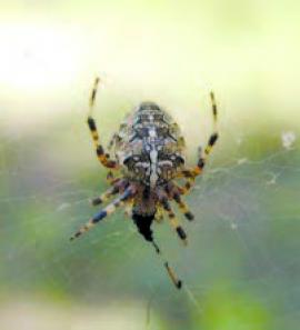 Рис. 3.121. 1 – Araneus diadematus