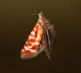 Побеговьюн зимующий