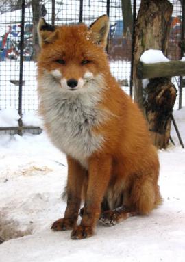 2 – Обыкновенная лисица (Vulpes vulpes).