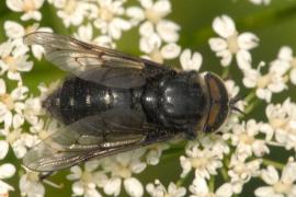 Рис. 3.106. 1 – Хибомитра астурийская – Hybomitra astur.