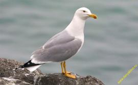 Рис. 3.91. 1 – Серебристая чайка (Larus argentatus).