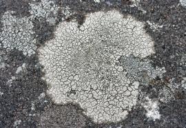 Aspicilia s.l. или (Circinaria caesiocinerea - Hymeneliaceae)