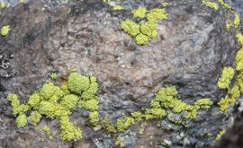 Хризотрикс желтый (Chrysothrix chlorina - Chrysotrichaceae)