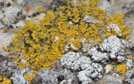 Lecanora s.l. - Lecanoraceae