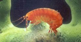 Eulimnogammarus violatus (30 мм) (фото В. В. Тахтеева)