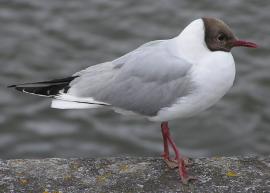2 – Озерная чайка (Larus ridibundus).