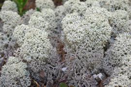 Кладония звездчатая (Cladonia stellaris)