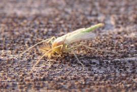 Комар-звонец (Chironomidae)