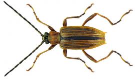 Macroplea mutica