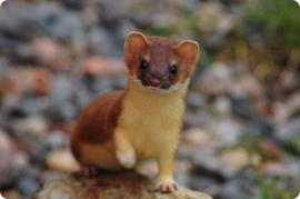 Рис. 3.99. 1 – Горностай (Mustela erminea).