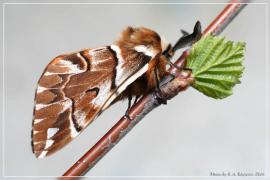 2 – Кисточница пигра – Clostera pigra.