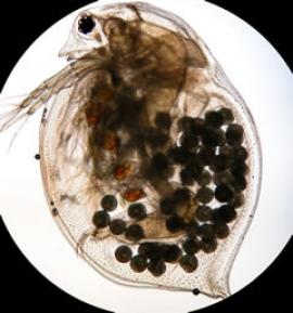 Дафния магна (Daphnia magna)