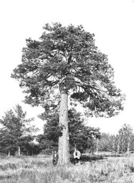 Одинокая сосна на опушке. Иркутская губерния.1914 г.