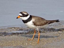 Молодой галстучник Charadrius hiaticula.