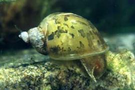 Прудовик (Limnea sp.)