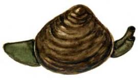 Шаровка