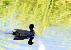 Взрослая лысуха